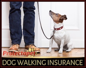 Man taking a dog for a walk - introducing dog walker business insurance 